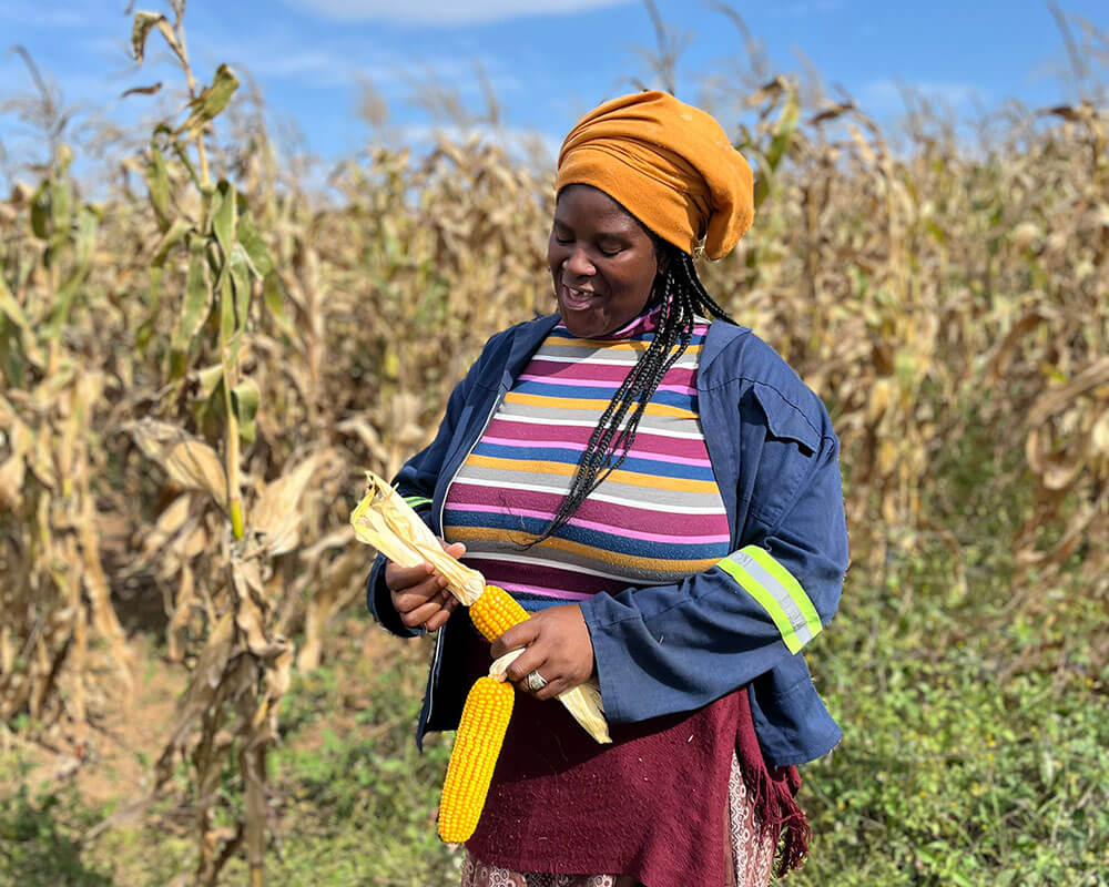Farmer in maize field holds ears of maize